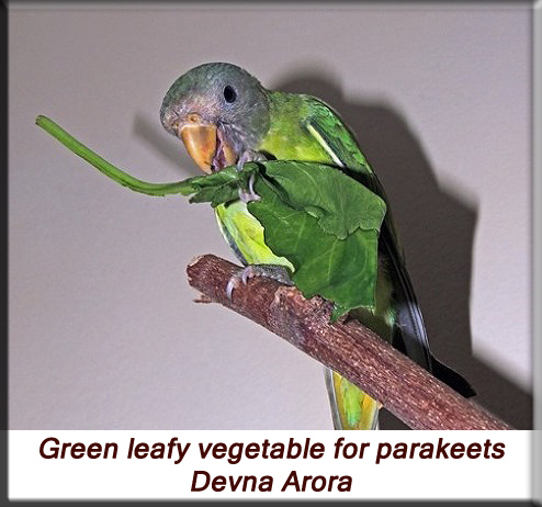 Devna Arora - Feeding parakeets in captivity